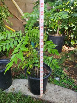 Curry leaf plant