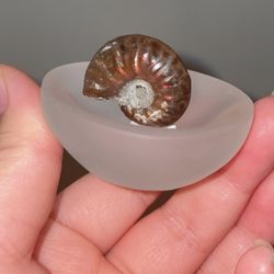 Red sunset Ammonite fossil