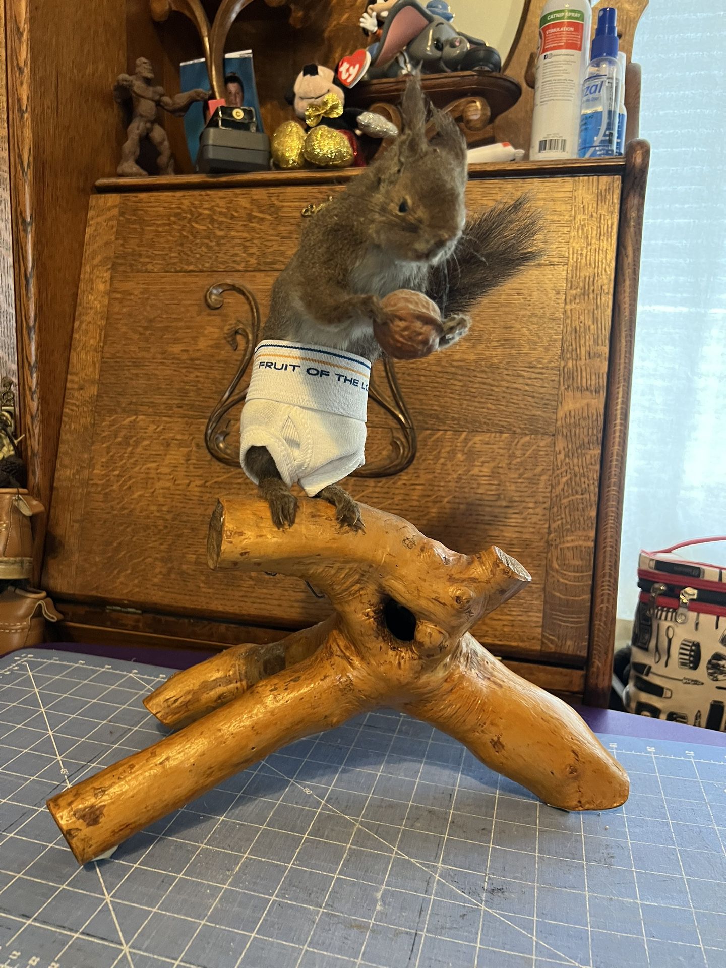 Taxidermy Squirrel 
