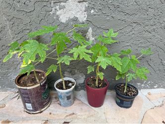 Papaya plants