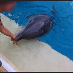 Seaworld Tickets / Boletos 