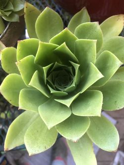 Single Sempervivium succulents