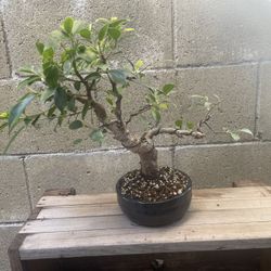 Ficus Bonsai 