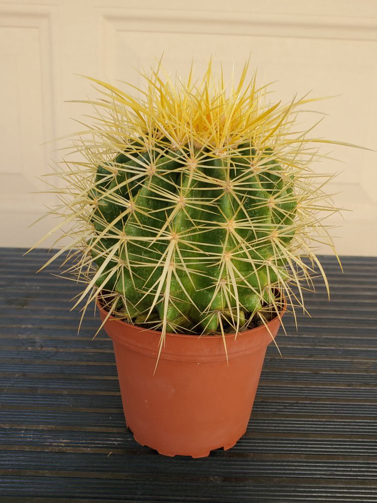 Healthy Cactus