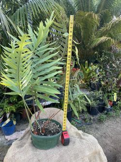 Blue Fern
