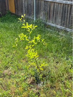 Jujube plants