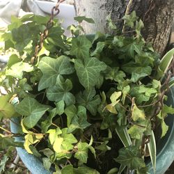 Shopper True plant ,  For $4.00