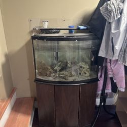 Salt Water Fish Tank