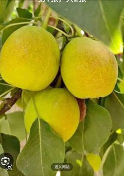 Fruit Tree 5ft tall
