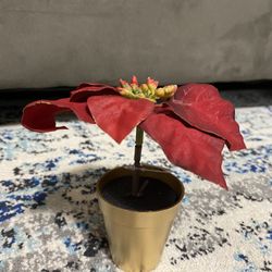 BRAND NEW MINI POTTED POINSETTIA 