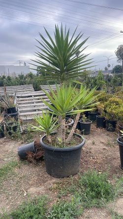 Yucca elephantipes (spineless yucca)