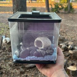 Self Filtering Betta Tank 