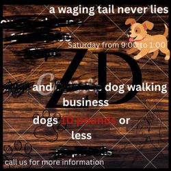 Z and d’s rockruff walking