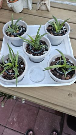 Tolumnia Mixed Batch