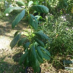🥑planta de  Aguacate 