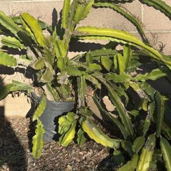 Dragon Fruit Plant