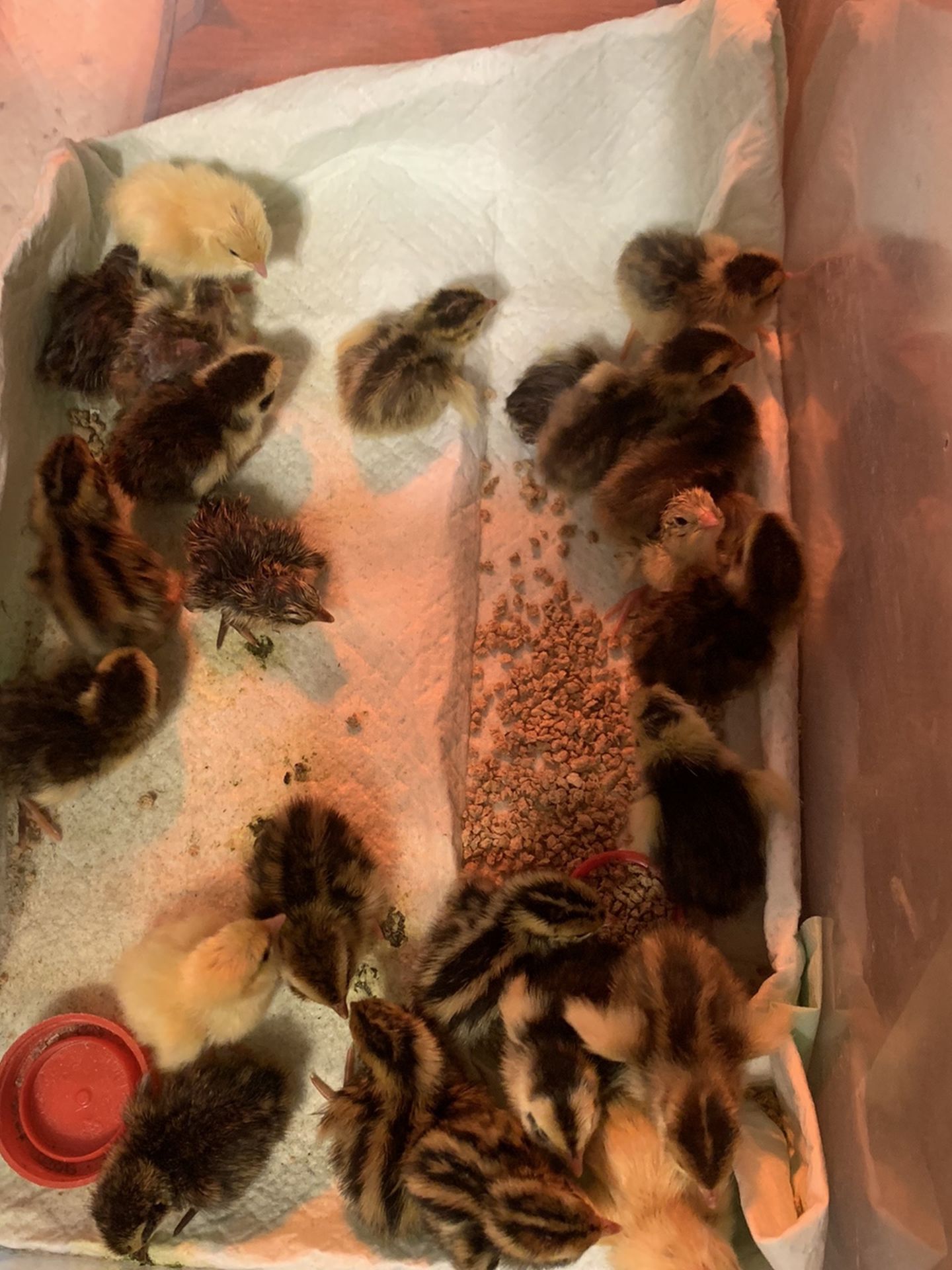 Coturnix Quail