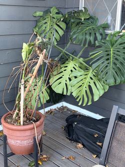 Large Monstera Deliciosa Plant in Terra Cotta Pot