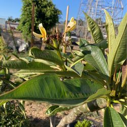 Plumaria plants