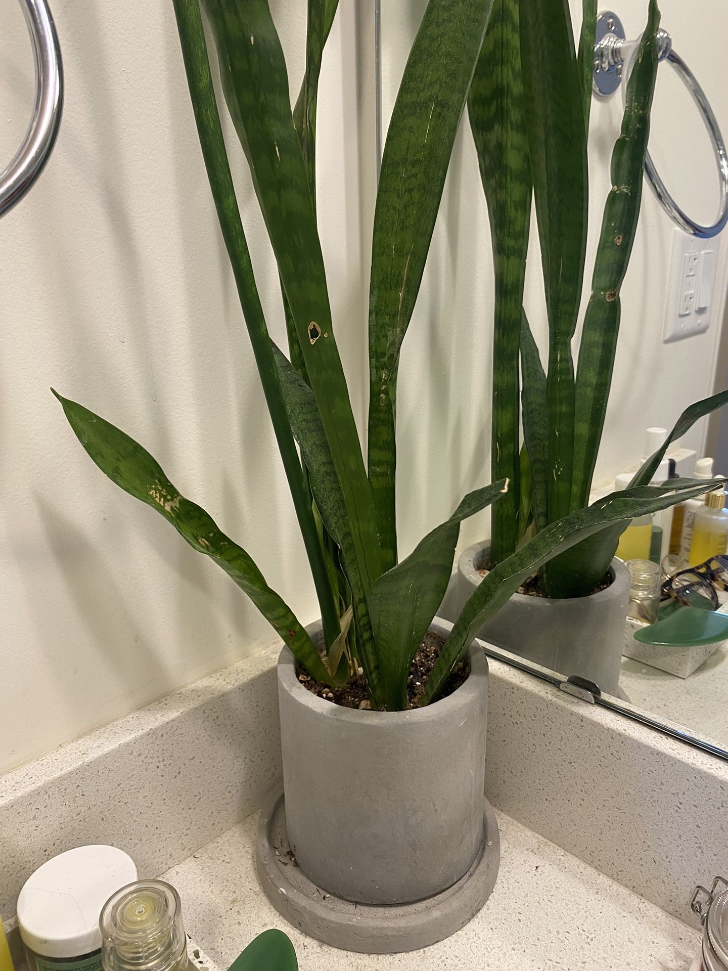 Medium Snake plant in Grey Pot - Eco vibe