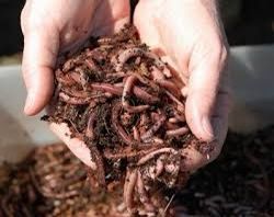 Start Saving Money Composting Your Food Scraps With Worms