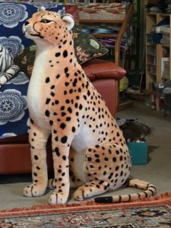 HUGE cats for sale, (1 with baby