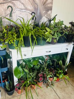 Plants for sake 10 each