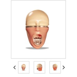 Dental Manikin Head