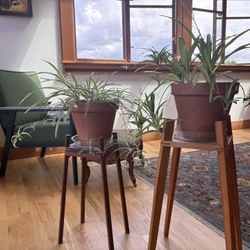 Large Spider Plant with 2 Handmade Stands – $75