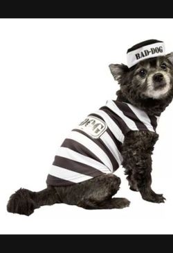 Pet Costume