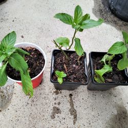 Hierbabuena $2 Cada Una 