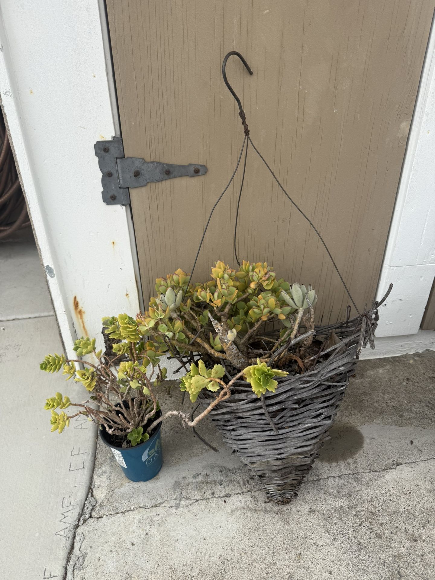 Succulents
