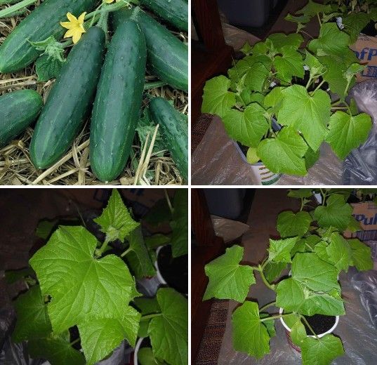 Organic cucumber plants 2 For$3 Or 3-4 Plants for$4