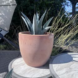 Potted Agave Plants 