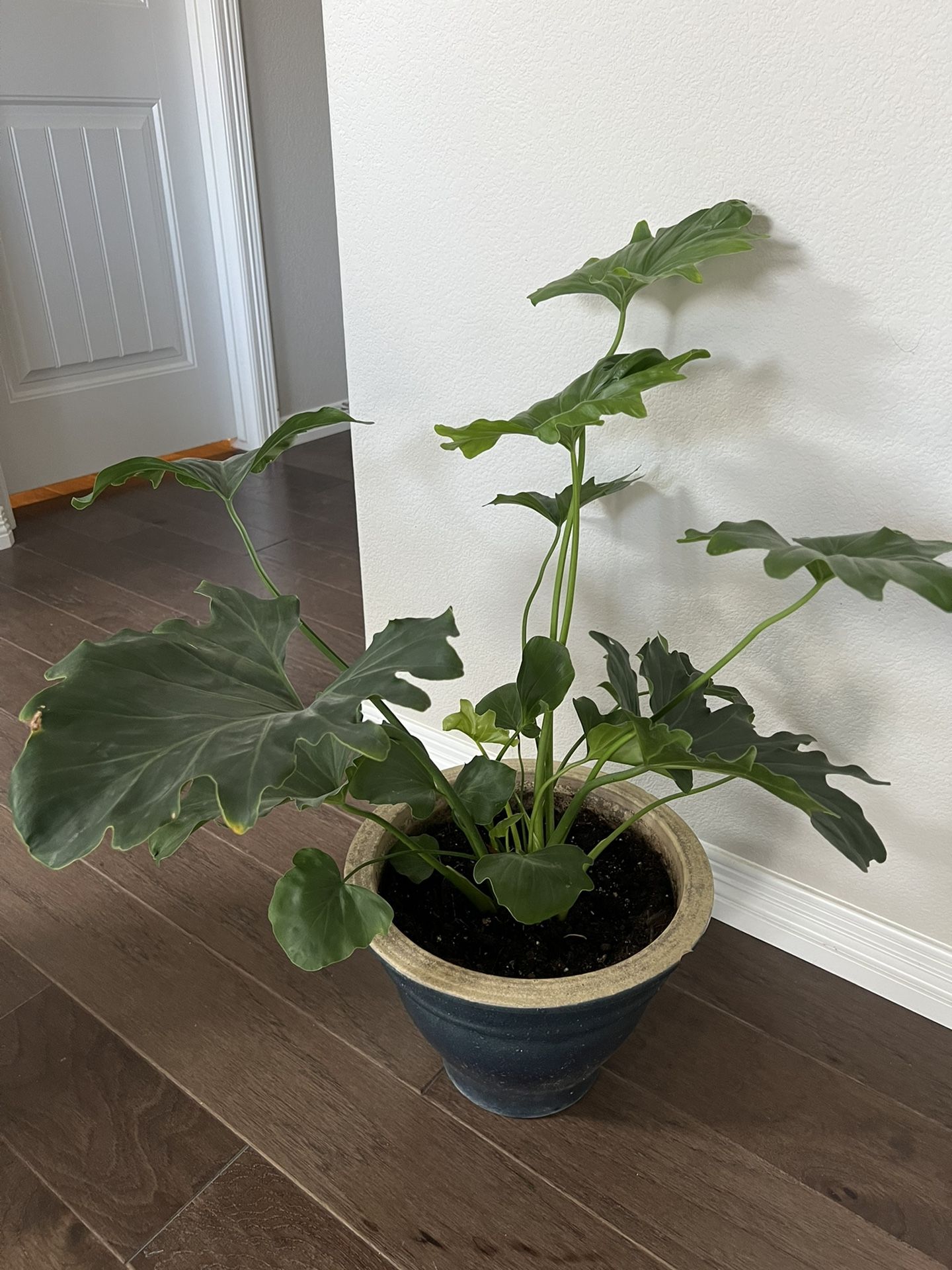Plant With Ceramic Pot 