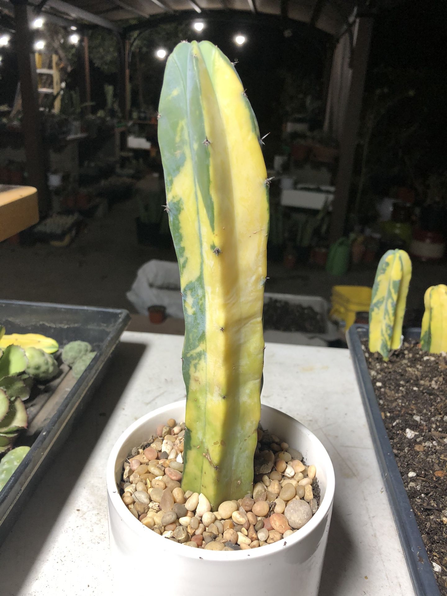 1 myrtillocactus variegated, 9” tall. $75
