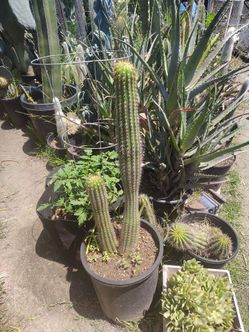 Golden torch cactus plant