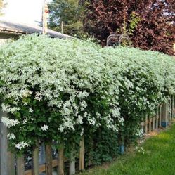 Sweet Autumn Clematis 