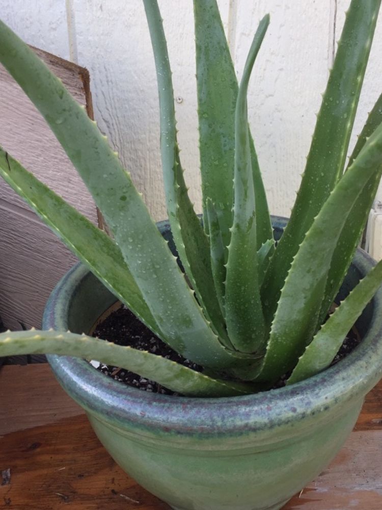 Beatifull Aloe Vera, In Medium Ceramic Pot,