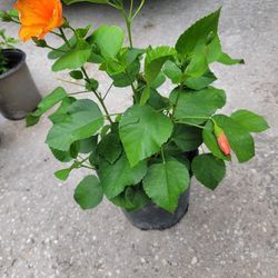 Hibiscus Planta Con Flores 