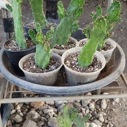 🌵 Cute Potted Cactus 