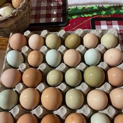 Fresh eggs