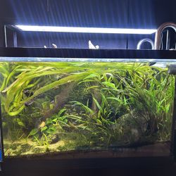 Freshwater Planted Tank