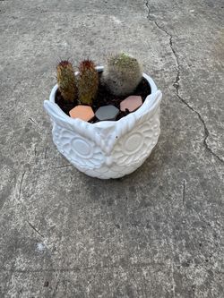 Small owl succulent