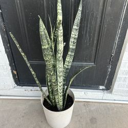 Snake Plant 3 Ft Tall