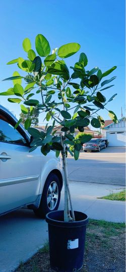 Beautiful Audrey Ficus Tree