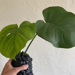monstera water cuttings