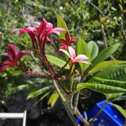 PLANTS FOR SALE VERY REASONABLE 