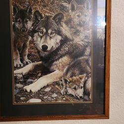 Wolf Collection 