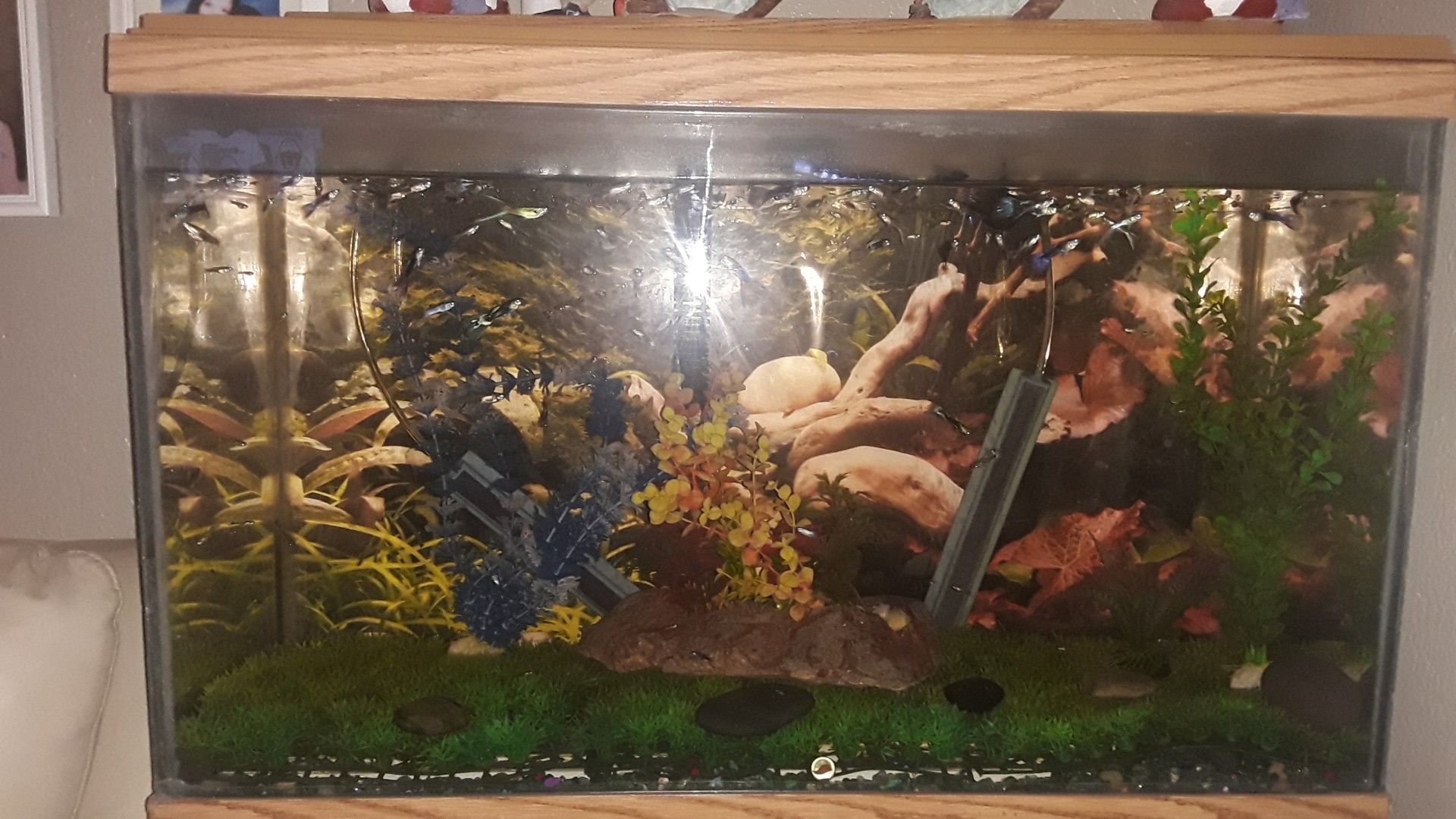 Fish tank with fishes